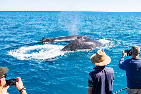 Half-Day Whale Watching Sunset Cruise From Broome - QLD Tourism 7