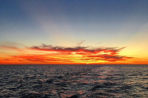 Half-Day Whale Watching Sunset Cruise From Broome - QLD Tourism 8