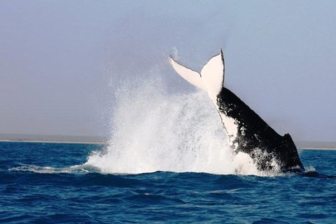 Half-Day Whale Watching Sunset Cruise From Broome - QLD Tourism 6