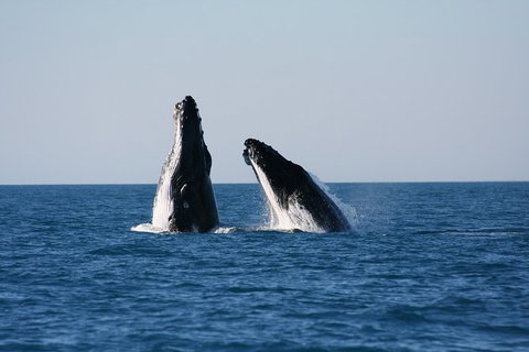 Half-Day Whale Watching Sunset Cruise From Broome - QLD Tourism 3