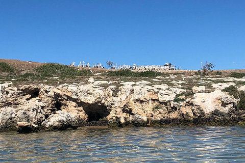 Penguin Island And Fremantle - Canoe, Chocolate & Coffee - Queensland Tourism 10