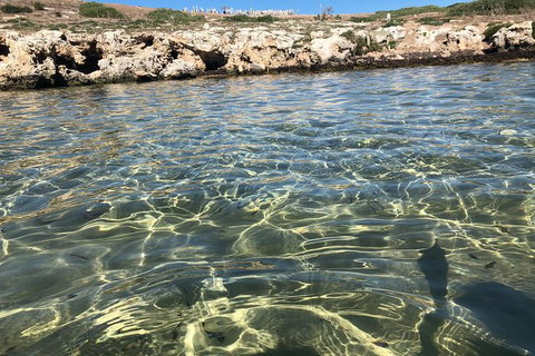 Penguin Island And Fremantle - Canoe, Chocolate & Coffee - Queensland Tourism 5