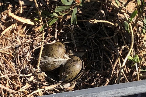 Penguin Island And Fremantle - Canoe, Chocolate & Coffee - Queensland Tourism 13