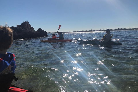 Penguin Island And Fremantle - Canoe, Chocolate & Coffee - Queensland Tourism 11