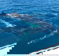 Busselton Whale Watching - Queensland Tourism