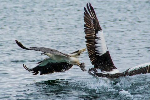 Albany Wildlife And Scenic Cruise - QLD Tourism 4