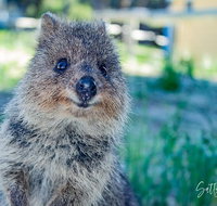 Snorkel and Visit the gorgeous Rottnest Island - QLD Tourism