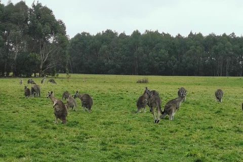 Private Tour: Great Ocean Road From Melbourne - QLD Tourism 18