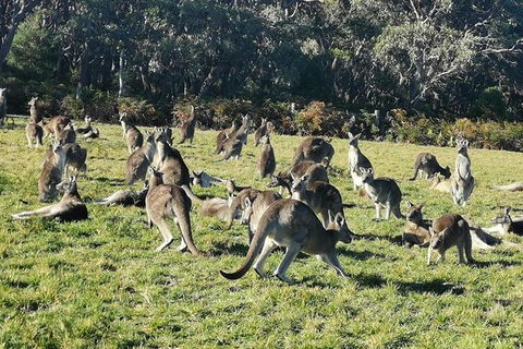 Private Tour: Great Ocean Road From Melbourne - QLD Tourism 20