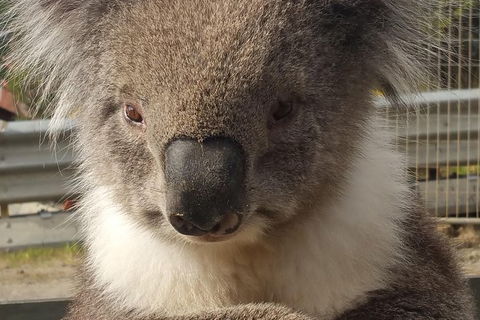 2 Day Great Ocean Road Tour From Melbourne - QLD Tourism 12