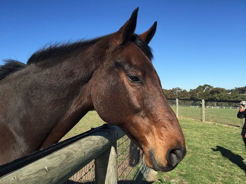 Champion Racehorse Tour With Beer And Wine Tasting - Queensland Tourism 5