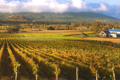 Champion Racehorse Tour With Beer And Wine Tasting - Queensland Tourism 6