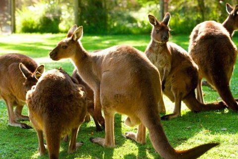 Steam Train, Yarra Valley & Healesville Wildlife Sanctuary Full Day Tour - QLD Tourism 1