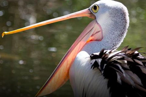Steam Train, Yarra Valley & Healesville Wildlife Sanctuary Full Day Tour - QLD Tourism 4