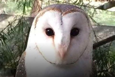 Steam Train, Yarra Valley & Healesville Wildlife Sanctuary Full Day Tour - QLD Tourism 5