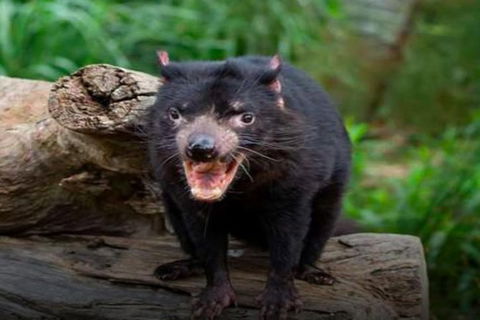 Steam Train, Yarra Valley & Healesville Wildlife Sanctuary Full Day Tour - QLD Tourism 8
