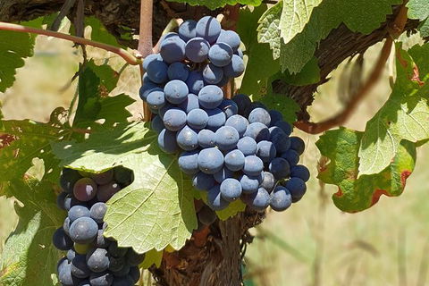 Wine Tasting Tour In The Yarra Valley - QLD Tourism 1