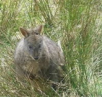Leven Canyon Day Trip Including Wings Wildlife Park or Gunns Plains Caves from Devonport Ulverstone or Burnie - Queensland Tourism