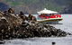 3-Hour Bruny Island Cruise From Adventure Bay - thumb 2