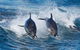 3-Hour Bruny Island Cruise From Adventure Bay - thumb 3