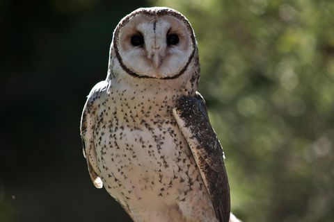 Spotlight Tour (2 Hours, $120 Per Person) - QLD Tourism 7