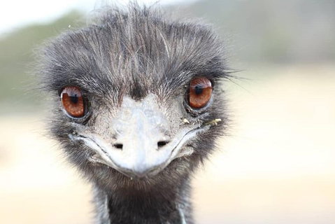 ZOODOO ZOO Tour, Meet The Famous Tasmanian Devil, Cuddle A Kangaroo, Feed A Lion - QLD Tourism 1