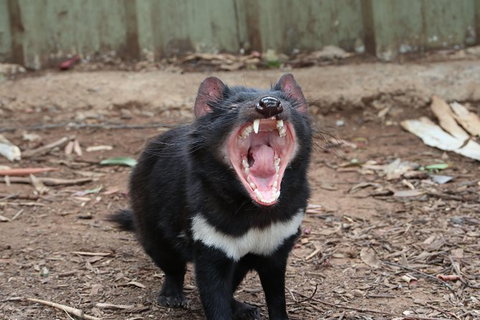 ZOODOO ZOO Tour, Meet The Famous Tasmanian Devil, Cuddle A Kangaroo, Feed A Lion - QLD Tourism 0