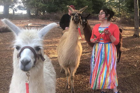 Unguided Family Llama Walk - Queensland Tourism 1