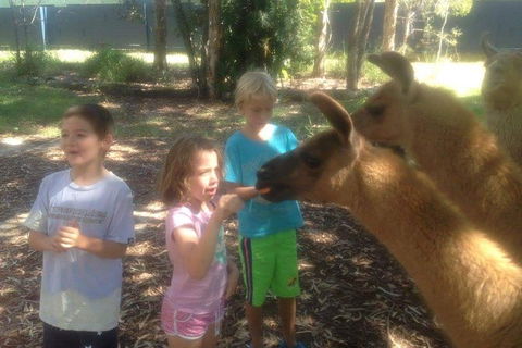 Unguided Family Llama Walk - Queensland Tourism 0
