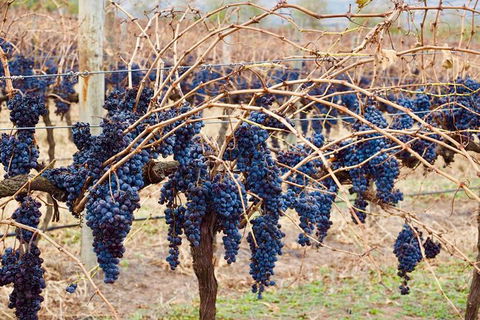 Mclaren Vale Luxury Full Day Small Group Wine Tour - Queensland Tourism 9
