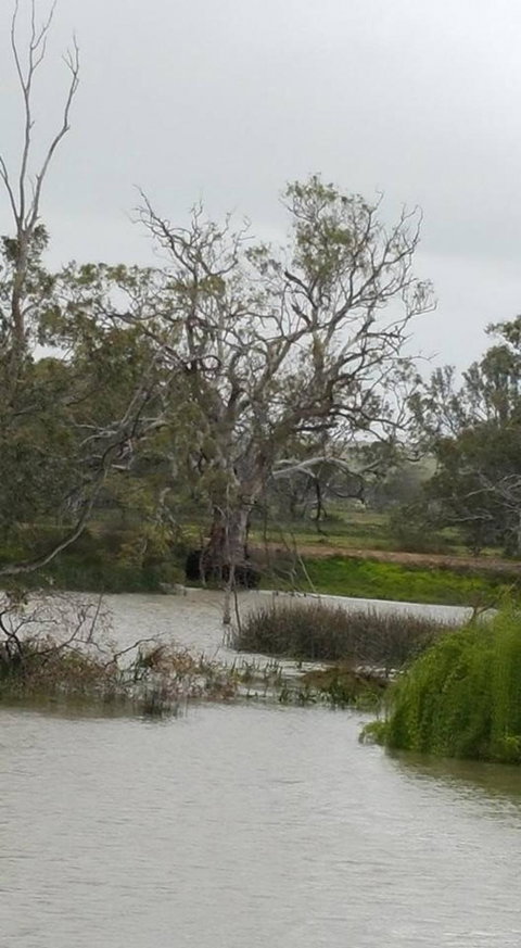 Murray River Riverboat Tour Including Lunch From Adelaide - QLD Tourism 2
