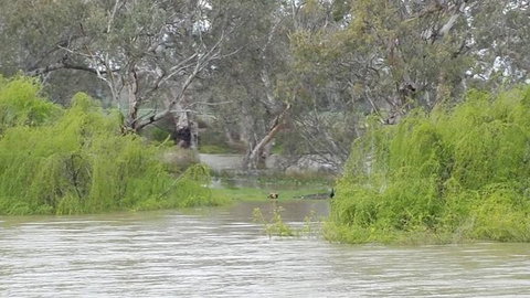 Murray River Riverboat Tour Including Lunch From Adelaide - QLD Tourism 4