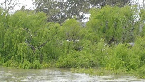 Murray River Riverboat Tour Including Lunch From Adelaide - QLD Tourism 5