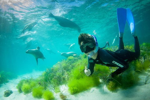 Half-Day Sea Lion Snorkeling Tour From Port Lincoln - Queensland Tourism 0