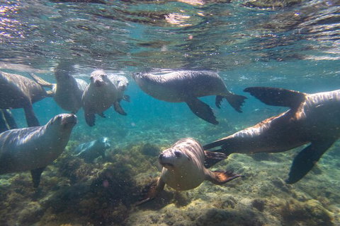 Half-Day Sea Lion Snorkeling Tour From Port Lincoln - Queensland Tourism 2