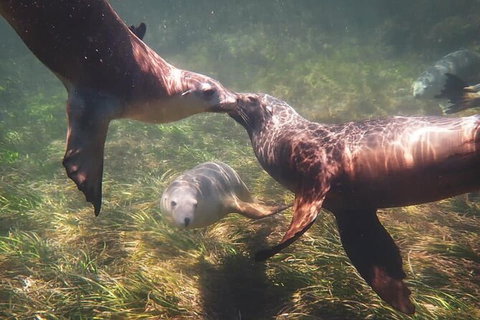 Half-Day Sea Lion Snorkeling Tour From Port Lincoln - Queensland Tourism 6