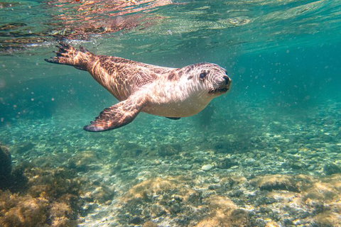 Half-Day Sea Lion Snorkeling Tour From Port Lincoln - Queensland Tourism 4