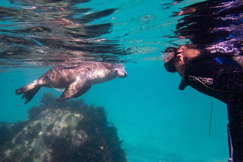 Half-Day Sea Lion Snorkeling Tour From Port Lincoln - Queensland Tourism 5