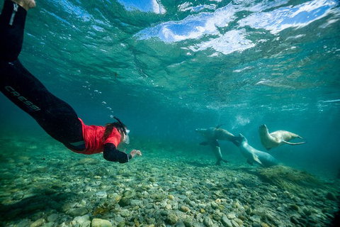 Half-Day Sea Lion Snorkeling Tour From Port Lincoln - Queensland Tourism 1
