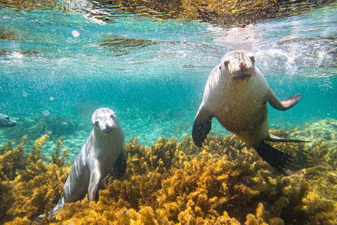 Half-Day Sea Lion Snorkeling Tour From Port Lincoln - Queensland Tourism 7