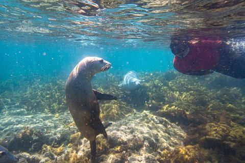 Half-Day Sea Lion Snorkeling Tour From Port Lincoln - Queensland Tourism 3