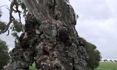 Small Group Gourmet Barossa Valley Day Trip From Adelaide - QLD Tourism 3