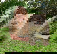 Croc Express to Australia Zoo from Brisbane - QLD Tourism