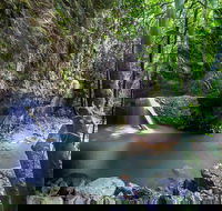 Springbrook andTamborine Rainforest Tour Incl Natural Bridge and Glow Worm Cave - QLD Tourism