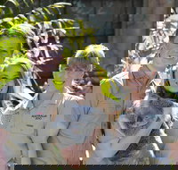 Koala Cuddle Adventure Croc 2 - QLD Tourism