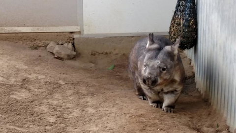 Lone Pine Koala Sanctuary Day Pass - QLD Tourism 7