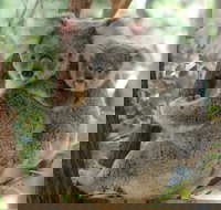 Lone Pine Koala Sanctuary Day Pass - QLD Tourism