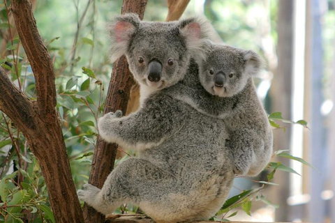 Lone Pine Koala Sanctuary Day Pass - QLD Tourism 0
