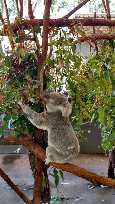 Lone Pine Koala Sanctuary Day Pass - QLD Tourism 5