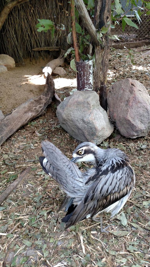 Lone Pine Koala Sanctuary Day Pass - QLD Tourism 6